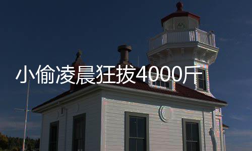 么的功狂拔斤芋凌晨头 作用小偷效与芋头是什